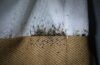 Bed Bug Infestations