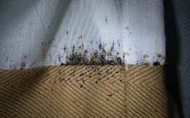 Bed Bug Infestations