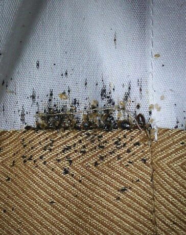 Bed Bug Infestations