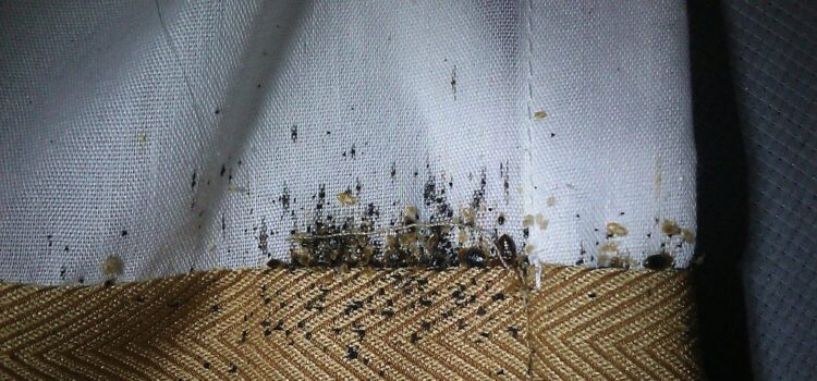 Bed Bug Infestations