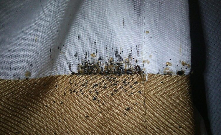 Bed Bug Infestations